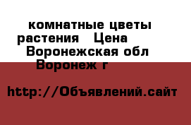 комнатные цветы, растения › Цена ­ 250 - Воронежская обл., Воронеж г.  »    
